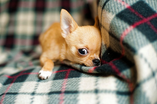 Qual Raça de Cachorro é a Menor?