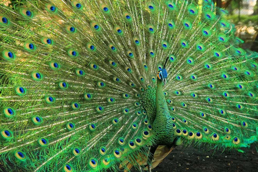 A beleza das aves exóticas: as cores e encantos das espécies únicas da fauna