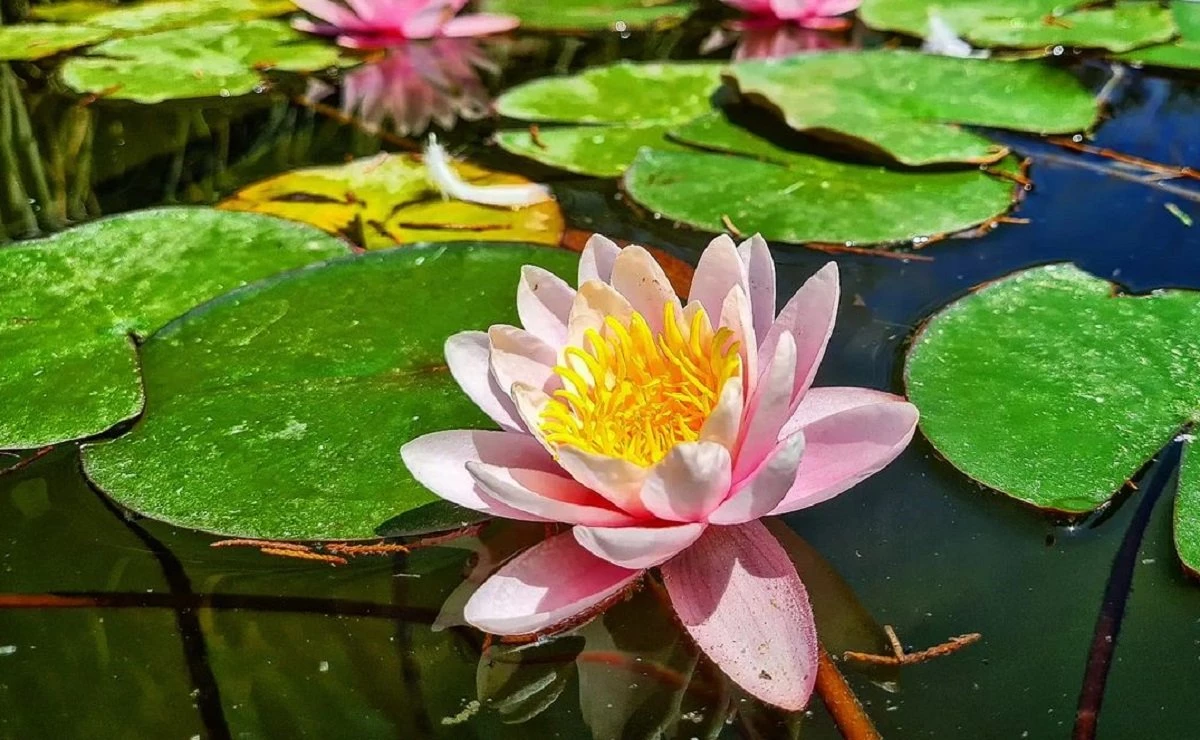 Flores de lótus: As cores e simbolismo dessas flores aquáticas exóticas