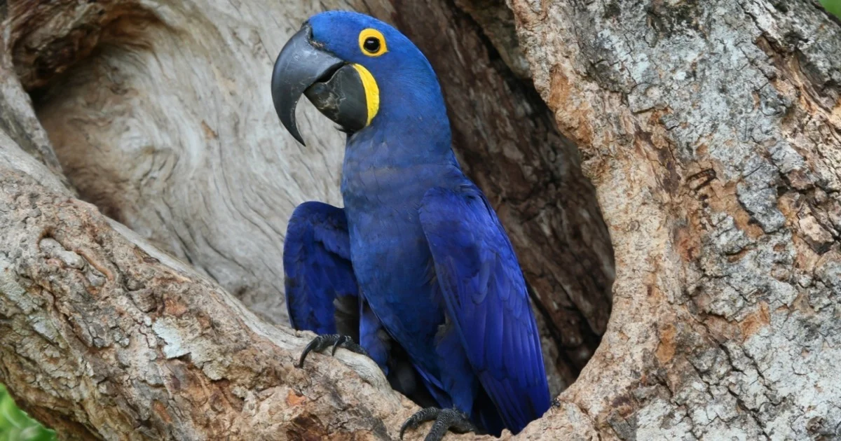 Os animais em extinção e as medidas de conservação