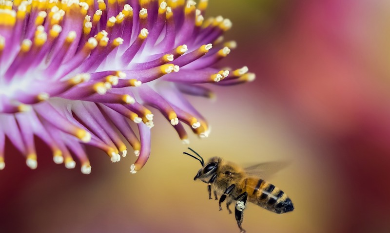 A importância das abelhas na polinização das plantas