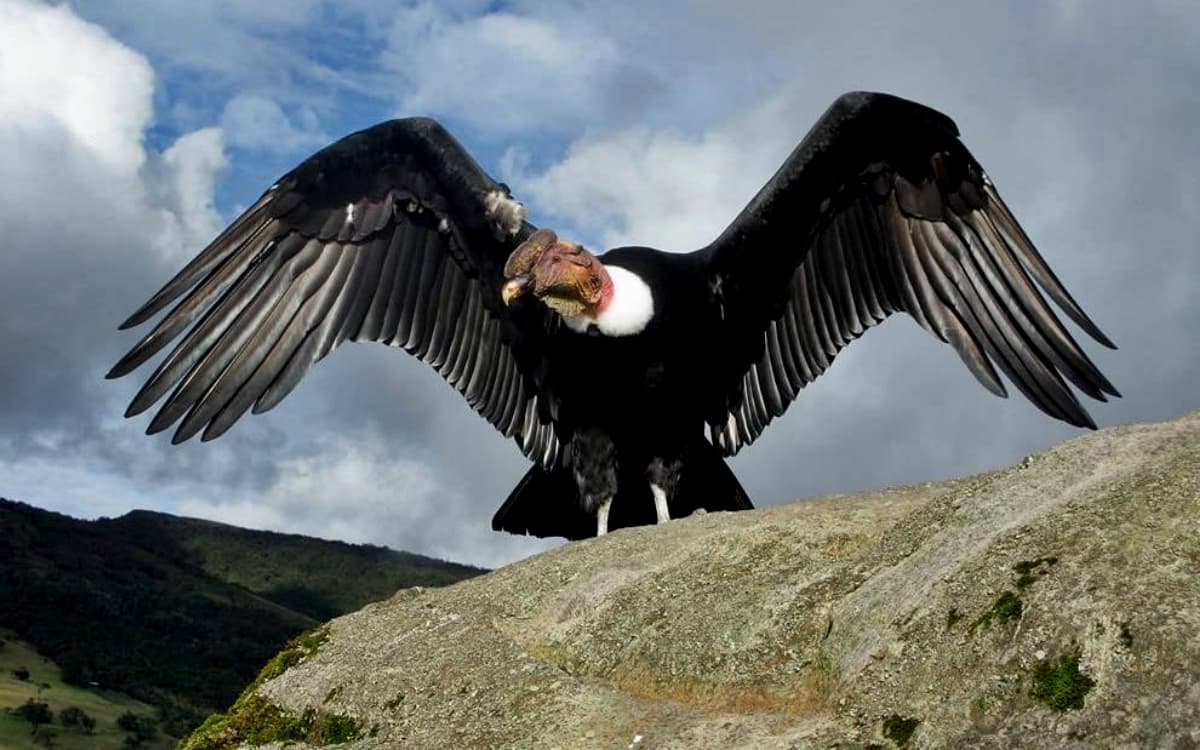 Condor-dos-Andes: Descubra os Segredos Dessa Majestosa Ave