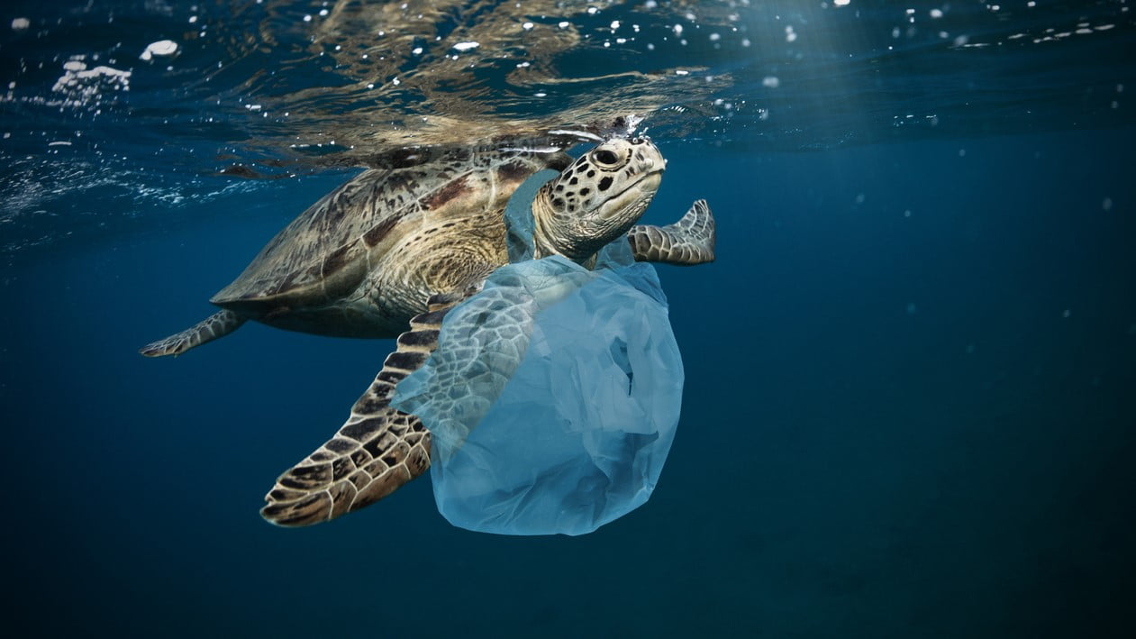 A preservação das espécies marinhas: Desafios e medidas para tomar