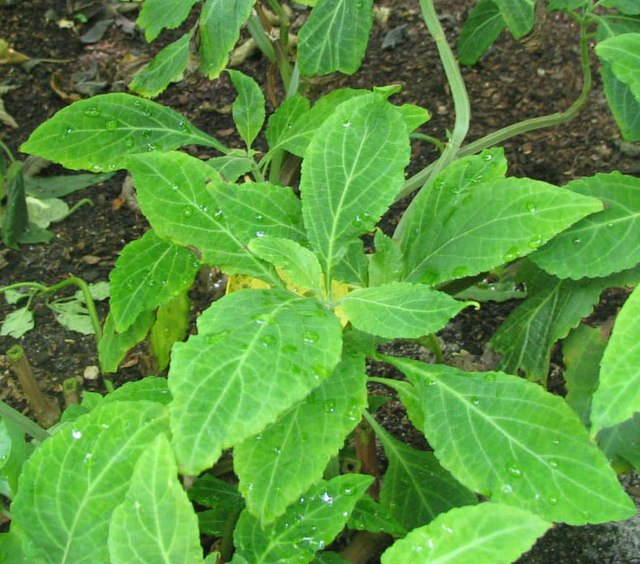 As plantas místicas: o poder espiritual e simbolismo dessas plantas especiais