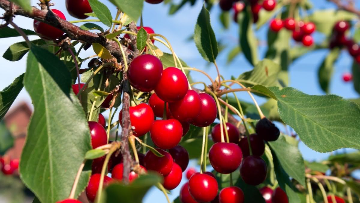 A Importância das Árvores Frutíferas: Como Elas Fornecem Alimentos?