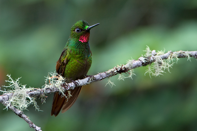 O beija-flor-rubi: A incrível agilidade e beleza desse pequeno pássaro