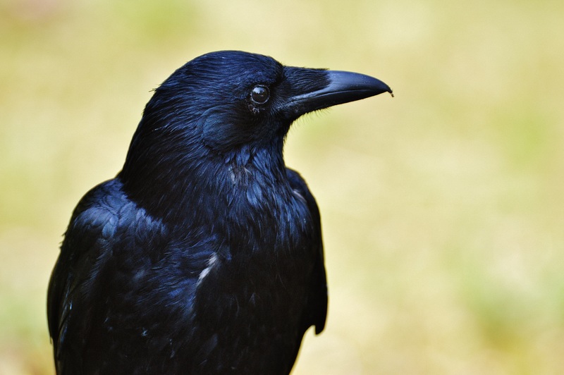 Os mistérios do corvo: a inteligência e curiosidades do intrigante pássaro