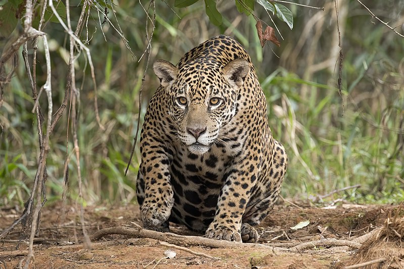 A diversidade de mamíferos na América do Sul: Conheça esses animais fascinantes