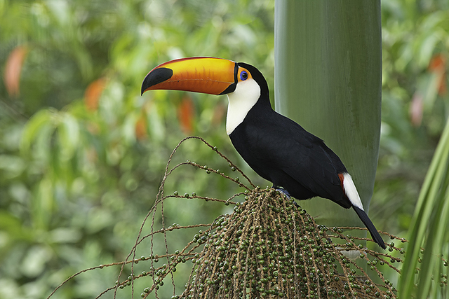 Tucano-toco: Conheça os segredos desse colorido pássaro