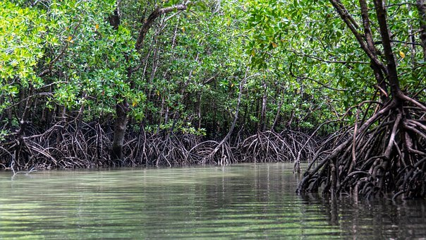 Manguezais: A Importância desses Ecossistemas para a Biodiversidade