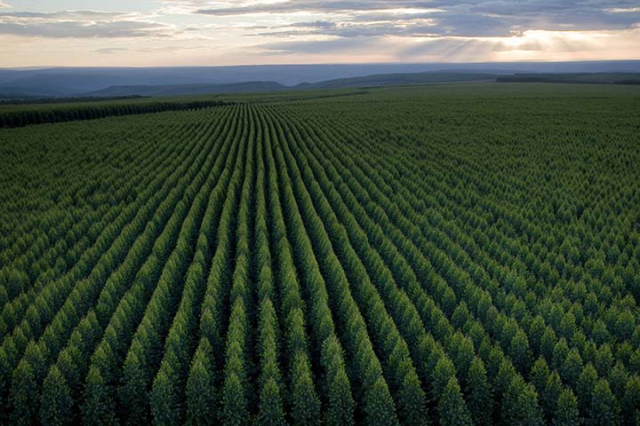 Os benefícios da preservação das florestas de eucalipto para o meio ambiente