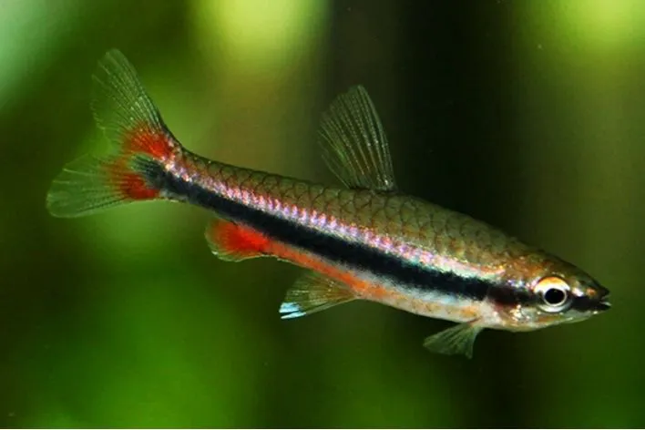 Peixe-Lápis: Um Tesouro Aquático de Beleza e Singularidade