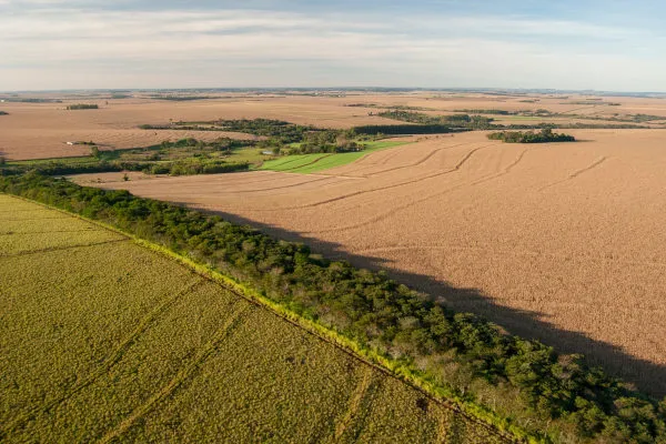 A Importância dos Corredores Ecológicos: Preservando a Biodiversidade