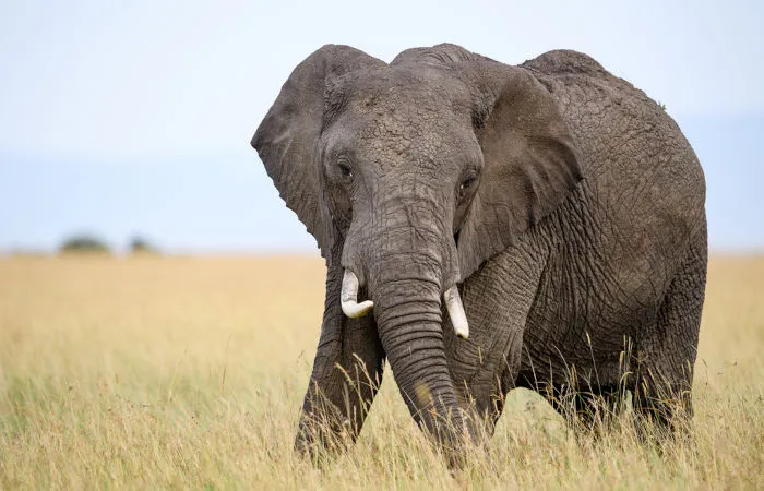 Preservação dos Animais de Grande Porte: Conservando a Vida Selvagem