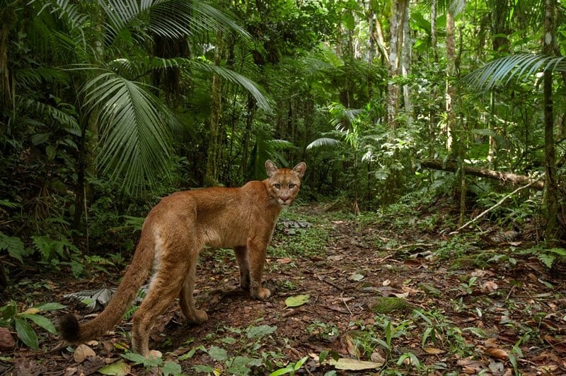 A Biodiversidade da Mata Atlântica: Riqueza e os Desafios do Bioma Brasileiro