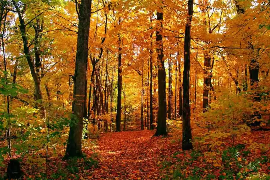 Florestas Temperadas: Descubra as Fascinantes Curiosidades Desse Ecossistema