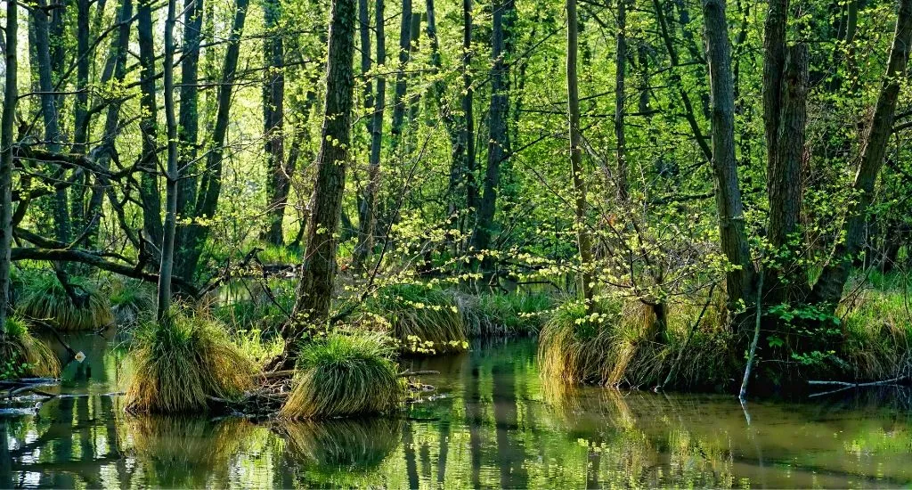 Preservação dos Pântanos: Biodiversidade e sua Importância Ambiental