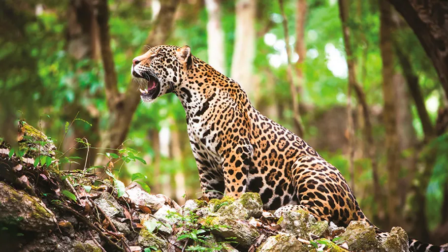 As curiosidades sobre os animais da fauna brasileira