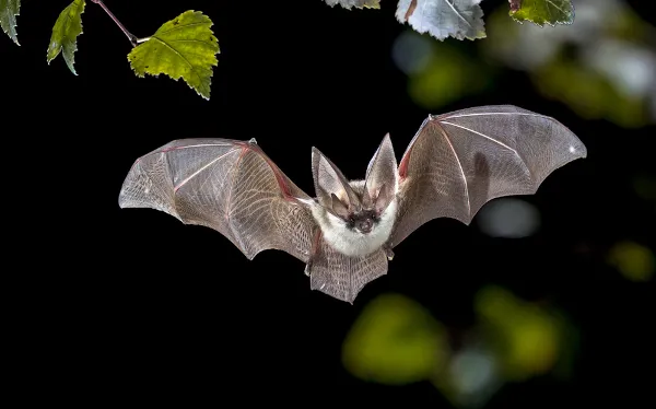 Animais Noturnos: Desvendando as Curiosidades Fascinantes da Noite