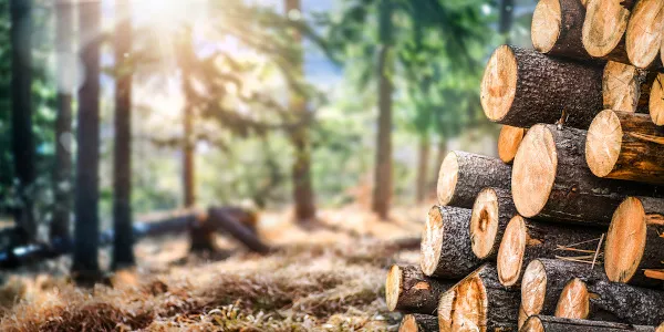 Os Impactos Devastadores da Exploração Descontrolada dos Recursos Naturais