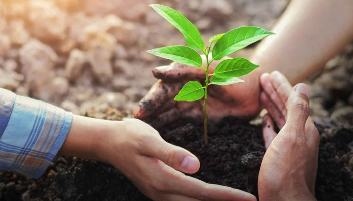 Restauração Ecológica: Impulsionando a Biodiversidade e Equilibrando o Ecossistema