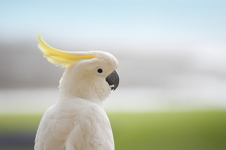 A inteligência do Cacatua: Conheça suas habilidades cognitivas surpreendentes