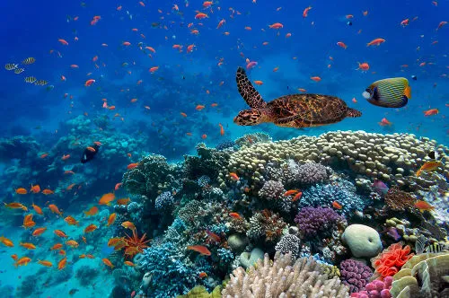 A interação entre os seres vivos em um ecossistema: descubra sua importância