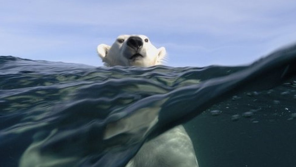 Impactos das mudanças climáticas nos ecossistemas: os desafios enfrentados pela natureza