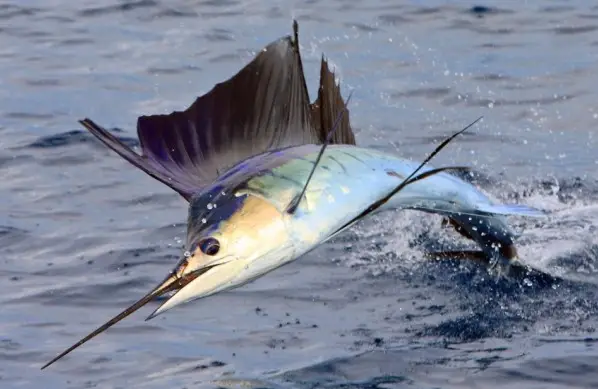 A Incrível Agilidade do Peixe-Espada: Um Predador Impressionante