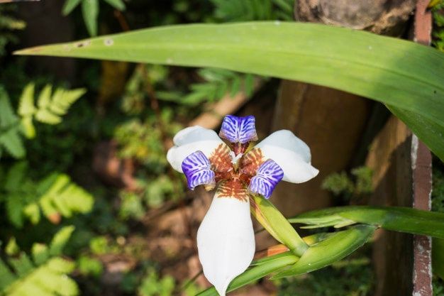 Flores Silvestres da Primavera: Um Espetáculo de Cores e Belezas Naturais