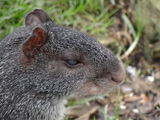 Curiosidades sobre a Cutia: Descubra os Segredos Dessa Fascinante Criatura