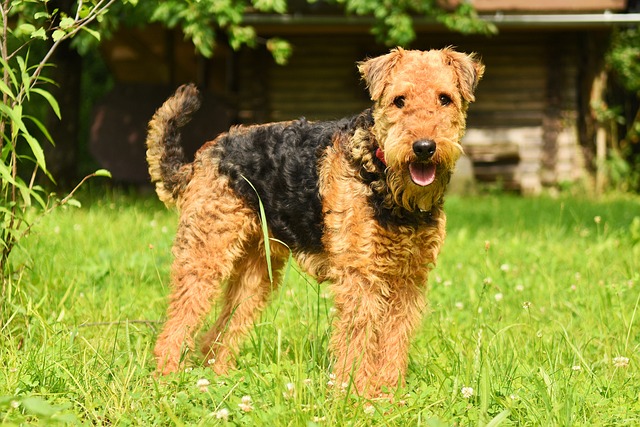 Airedale Terrier: Características e Curiosidades de uma Raça Excepcional