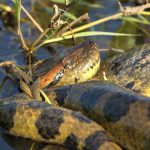 Anaconda
