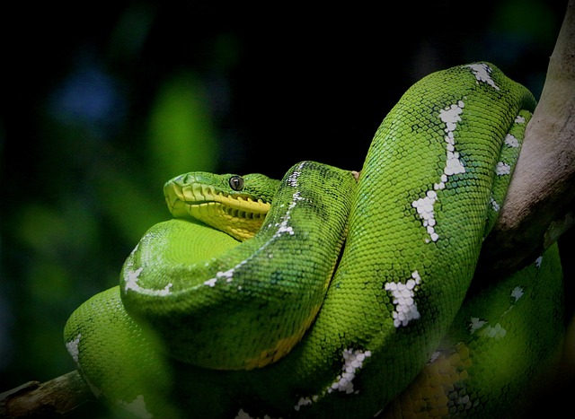 Curiosidades Sobre a Anaconda: Conheça o Fascinante Mundo da Serpente Amazônica