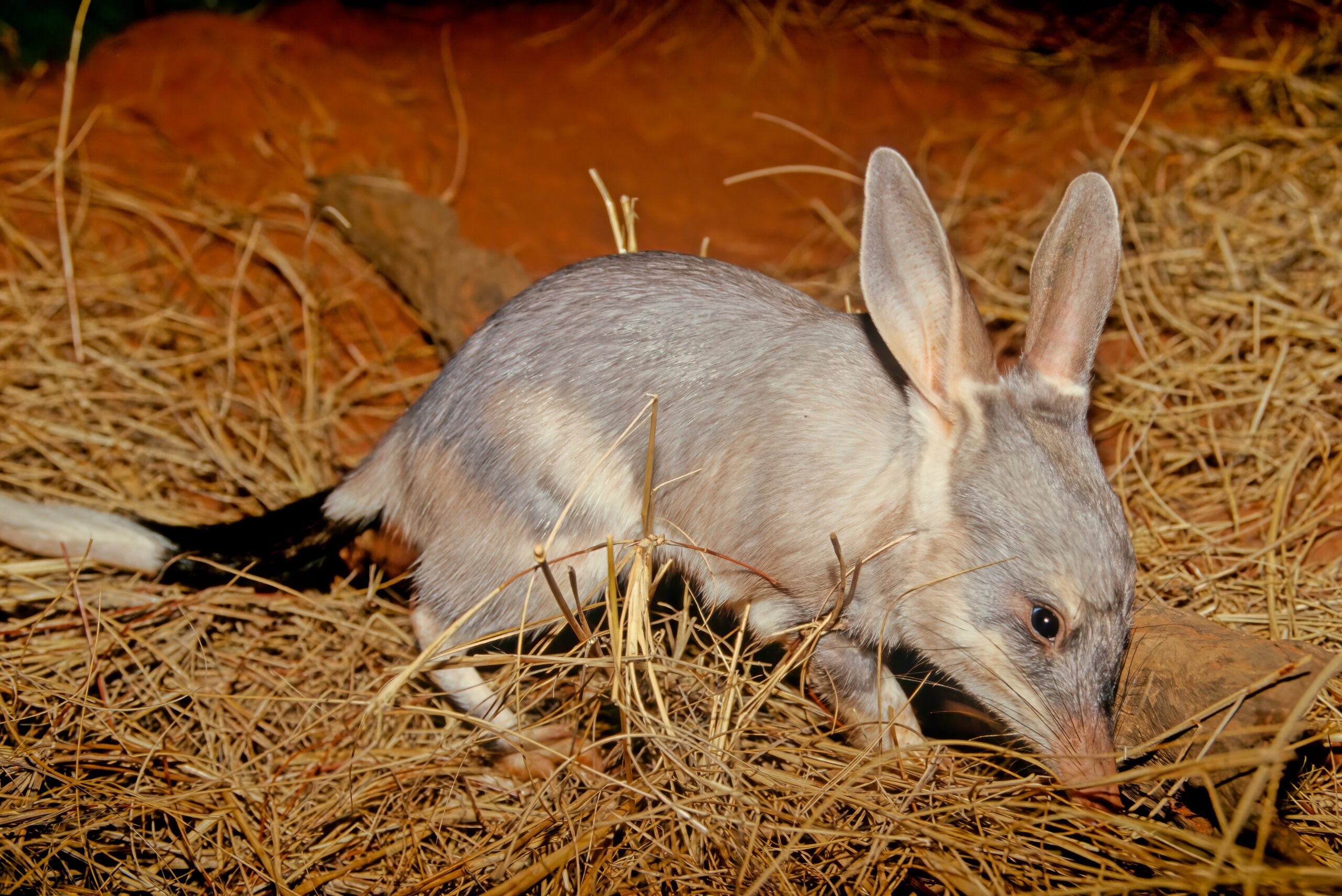 Marsupiais Noturnos da Austrália: Espécies, Hábitos e Curiosidades