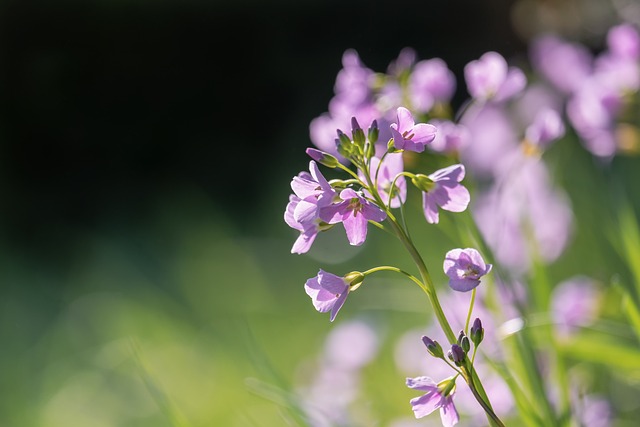 Como Cultivar Orquídeas em Apartamento: O Guia Completo para Iniciantes