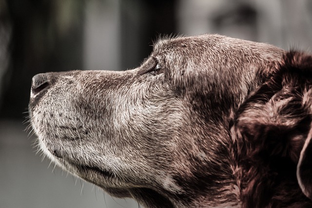 Cuidados Especiais para Cachorros Idosos: Atenção e Carinho em Cada Etapa