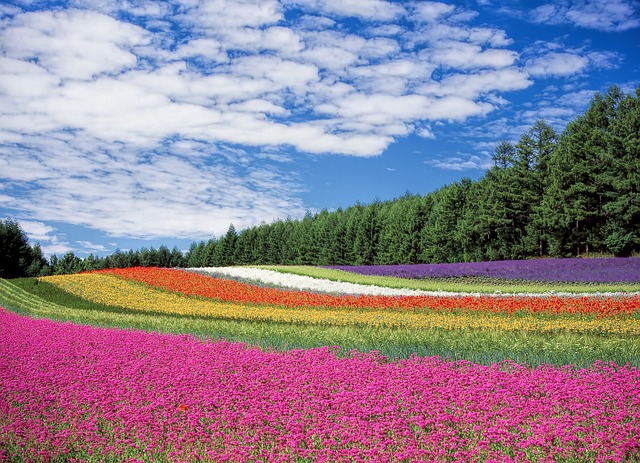 Flores Raras e Exóticas: Beleza Deslumbrante e Singular