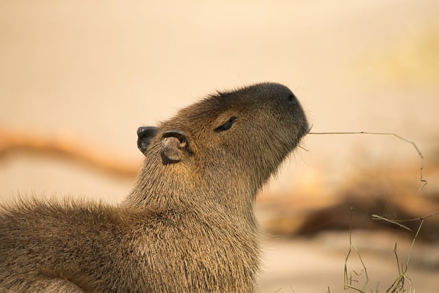 Capivara: Conheça as Características Físicas e Comportamentais