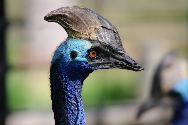 Casuar: Desvendando os Segredos das Aves Gigantes da Austrália