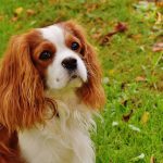 Cavalier King Charles Spaniel de Perfil