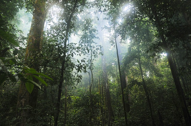Florestas Tropicais do Mundo: Biodiversidade Exuberante e Ecossistemas Vitais