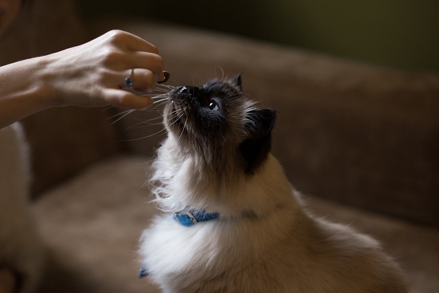 Estratégias de Alimentação Natural para Gatos com Sensibilidade Alimentar