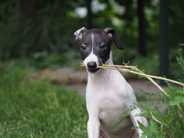 Galguinho Italiano: História e Características Desse Elegante Cão de Corrida