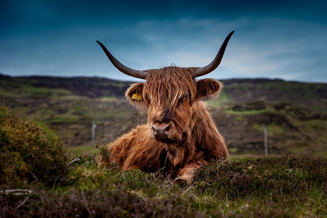 Highland Cattle: Conheça a Raça de Gado com Chifres Impressionantes