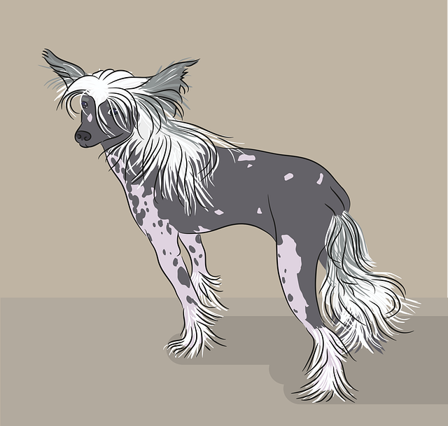Características Físicas do Cão de Crista Chinês de Pelo Longo