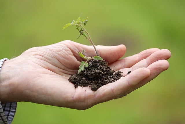 Dicas de Preparação da Terra para o Plantio de Flores