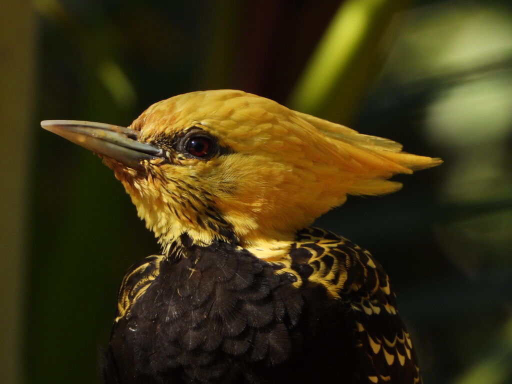 Pica-pau-de-cabeça-amarela: Hábitos e peculiaridades dessa ave carpinteira