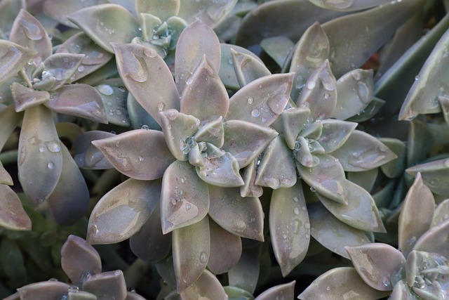 Planta Fantasma: Uma Opção Descomplicada para Jardineiros Iniciantes