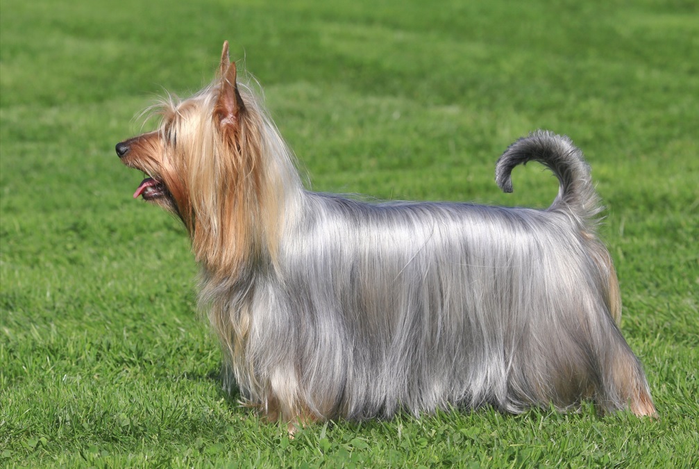 Silky Terrier: A Raça Ideal para Viver em Apartamentos